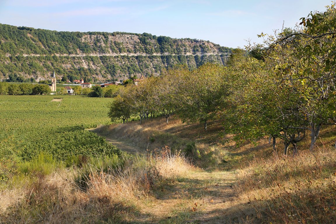 Weinberg im Cahors im Südwesten Frankreichs