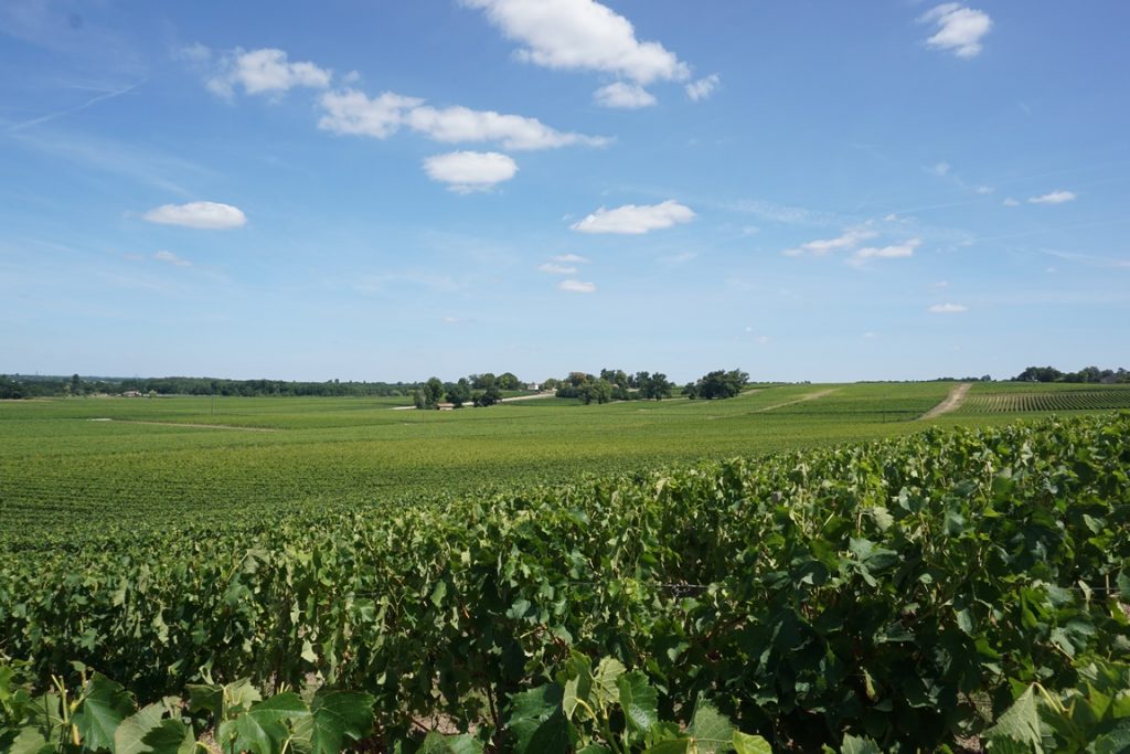 Rosé aus Bordeaux