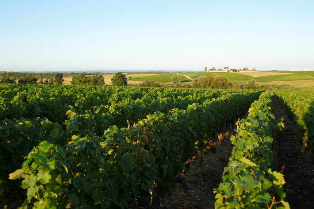 Weinberge im Médoc am Morgen
