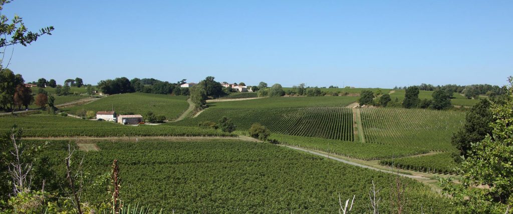 Weinberge des Château Boutisse - Saint-Émilion Grand Cru Classé