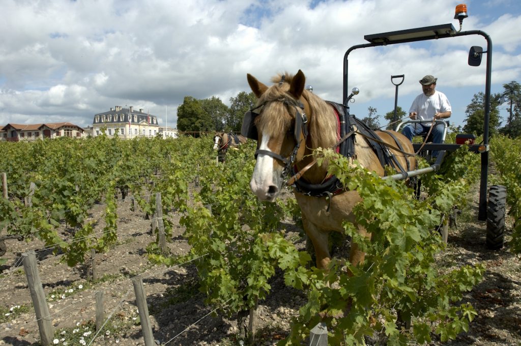 Traditioneller Rotwein aus dem Médoc